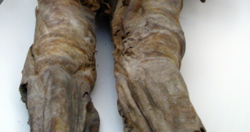 Мумифицированные ноги из Египетского музея оказались останками древней красавицы