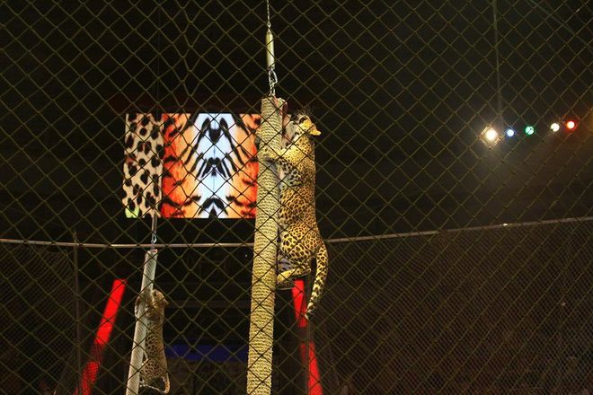 Леопарды под куполом цирка: премьера шоу &laquo;Баронеты&raquo; (ФОТО) - фото 52