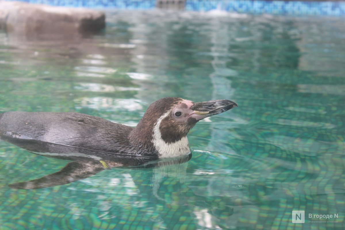 Пингвины Гумбольдта прибыли в Нижний Новгород из Приморского океанариума - фото 1