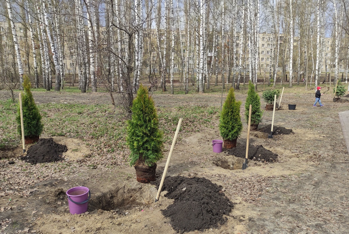 Почти 500 кустов кизильника дополнительно высадят в Сормовском районе - фото 1