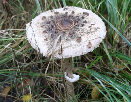 Девять нижегородцев отравились грибами с начала года