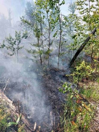 Удар молнии привел к пожару в Керженском заповеднике - фото 3