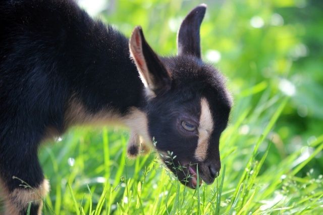 Трое милых козлят родились в зоопарке &laquo;Лимпопо&raquo; в Нижнем Новгороде - фото 3