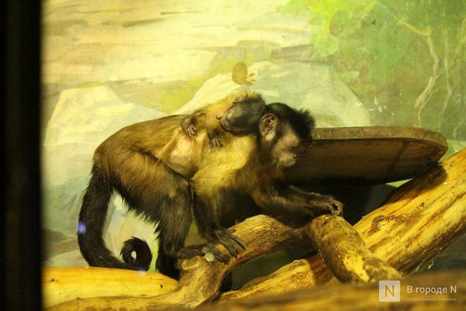 Опубликованы фото детенышей, родившихся в нижегородском &laquo;Лимпопо&raquo; - фото 13