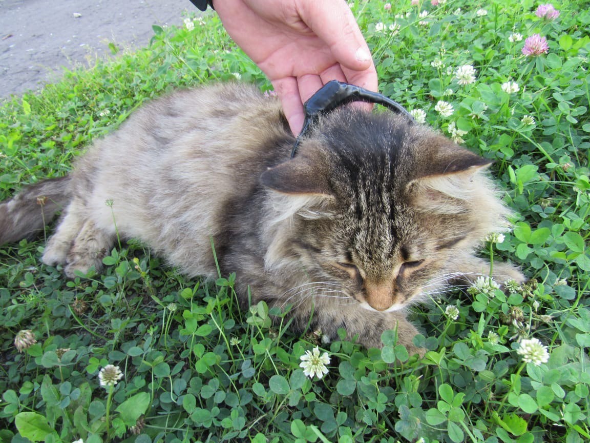 Пушистого наркокурьера с марихуаной поймали в Нижегородской области - фото 1
