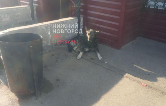 Бродячая собака набросилась на ребенка в Нижегородской области - фото 1