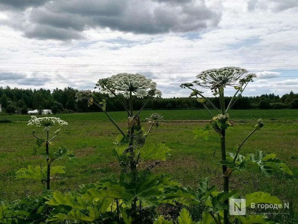 Нижегородка привлекла внимание Россельхознадзора из-за борщевика - фото 1