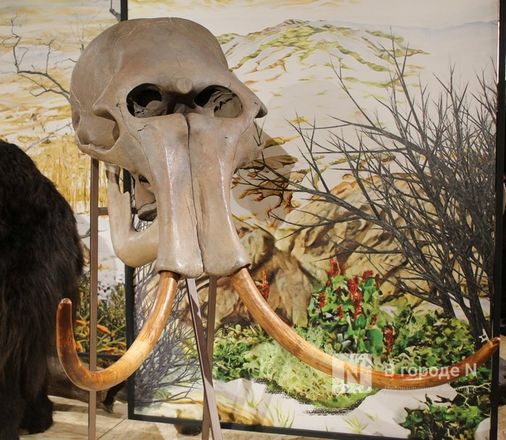 Ледниковый период по-нижегородски: палеонтологическая выставка открылась в Кремле - фото 41