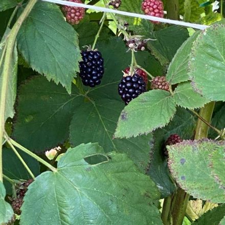 Спикер нижегородского Заксобрания Люлин поделился фотографиями урожая ягод - фото 3