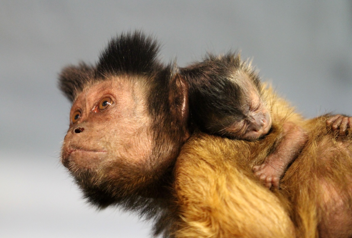 Гуанако, лань и капуцин появились на свет в нижегородском зоопарке «Лимпопо» - фото 2