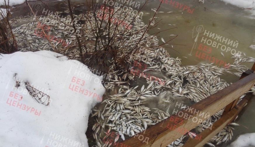 Массовый замор рыбы случился на озере Светлояр в Нижегородской области - фото 1