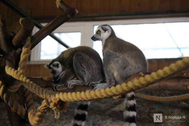 Детки в объективе: показываем милых малышей, которые родились в нижегородском зоопарке «Лимпопо» - фото 35