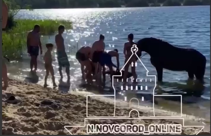 Лошадь утонула на озере в Сормовском районе - фото 1