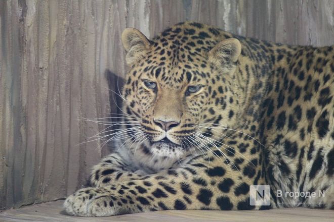Новоселье больших кошек: уникальные вольеры появились в нижегородском зоопарке - фото 29