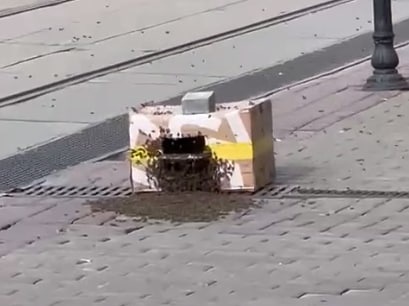 Брошенную коробку с пчелами нашли на улице Рождественской - фото 1