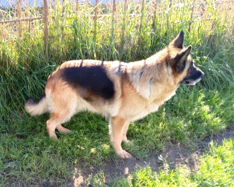 Собакам-пенсионерам из нижегородских колоний ищут новых хозяев - фото 6