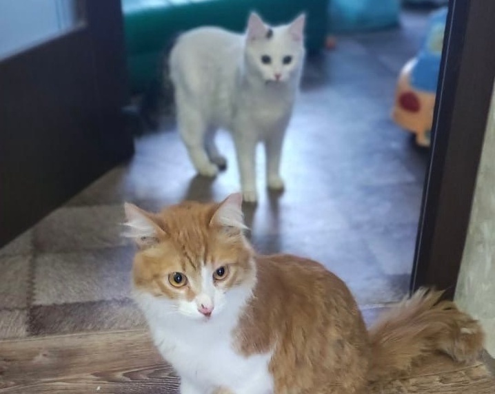 Пленницы вентиляции: двух дворовых кошек спасли в Дзержинске - фото 1