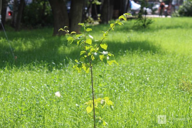 Благоустройство &ndash;  2025: смотрим, как меняются пространства в районах Нижнего Новгорода - фото 110