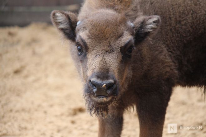 Детки в объективе: показываем милых малышей, которые родились в нижегородском зоопарке «Лимпопо» - фото 31