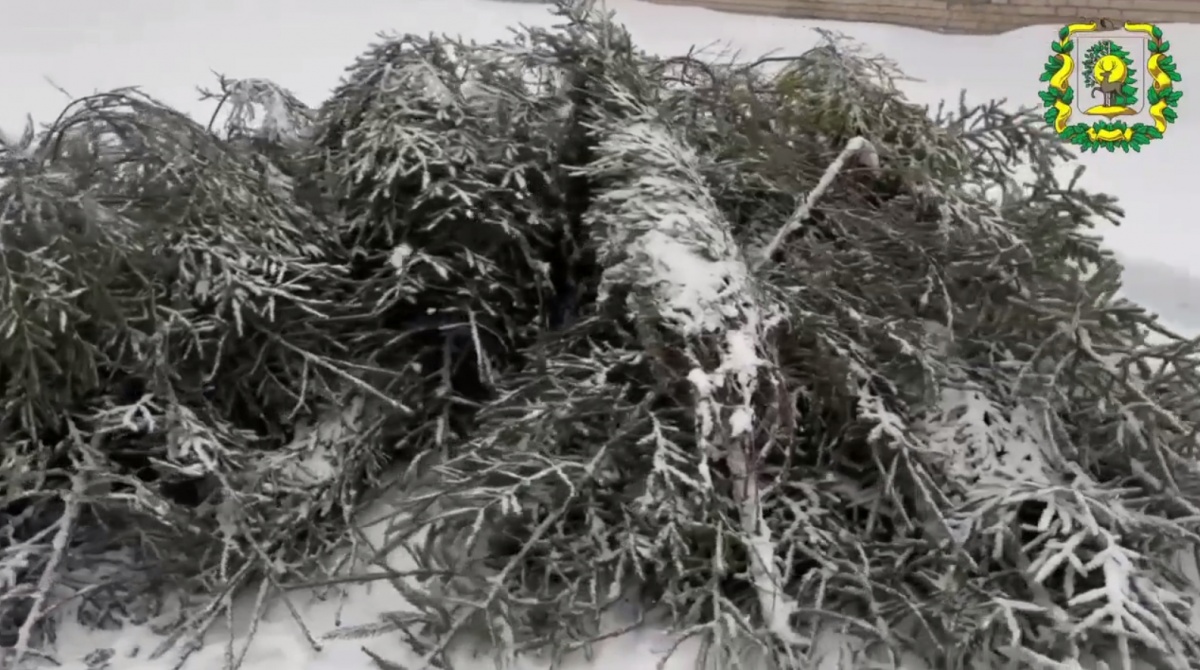 Нижегородцам рассказали, как правильно избавляться от новогодней елки - фото 1