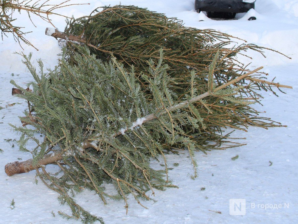 Тоншаевские браконьеры нарубили деревьев на 2 млн рублей - фото 1