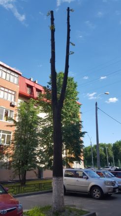 Инцел-активист Поднебесный начал борьбу против варварского отношения к деревьям в Нижнем Новгороде - фото 6