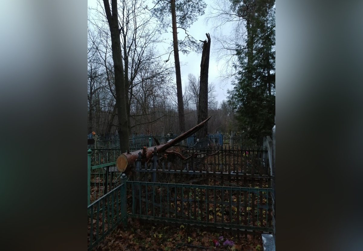 Поваленные деревья разрушили надгробия и ограды на кладбище в поселке Желтино - фото 1