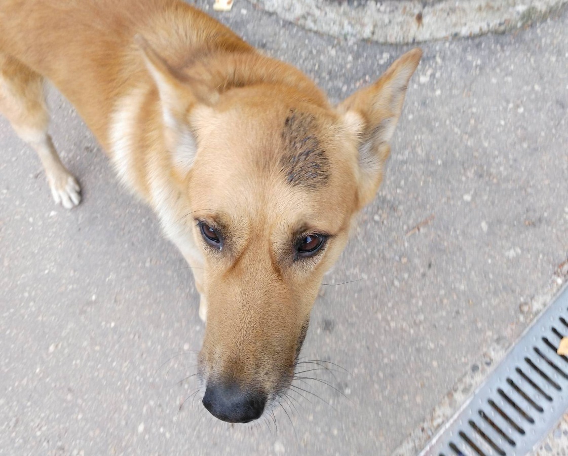 Жительница Сормова сообщила о пяти покусанных собакой нижегородцах - фото 1