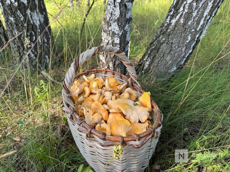 Названы самые грибные места Нижегородской области - фото 1
