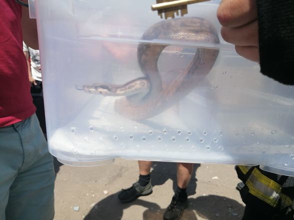 Змею эвакуировали из автозаводского дома, где взорвался газ - фото 2
