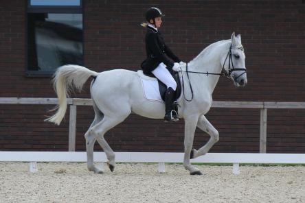 Взаимопонимание и грация: всероссийские соревнования по выездке стартовали в Нижнем Новгороде