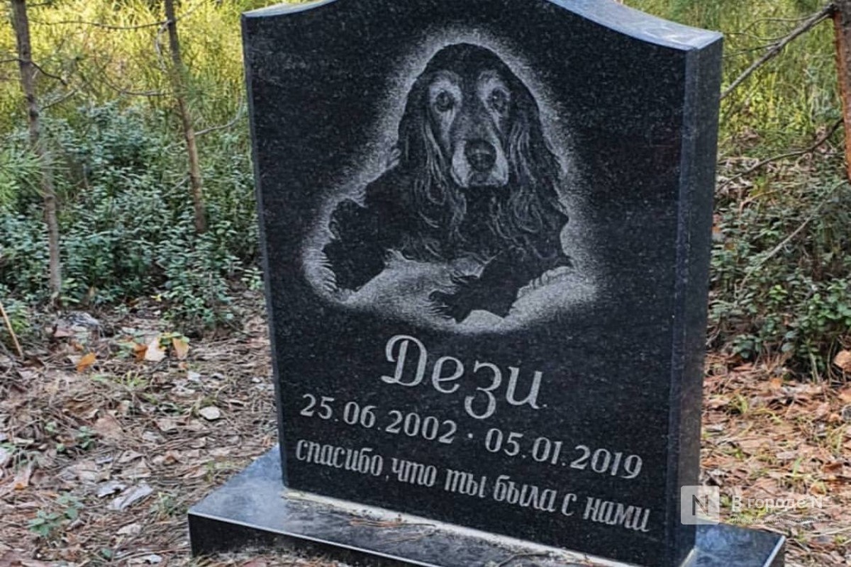 Самые частые причины смерти собак назвал нижегородский веткомитет - фото 1