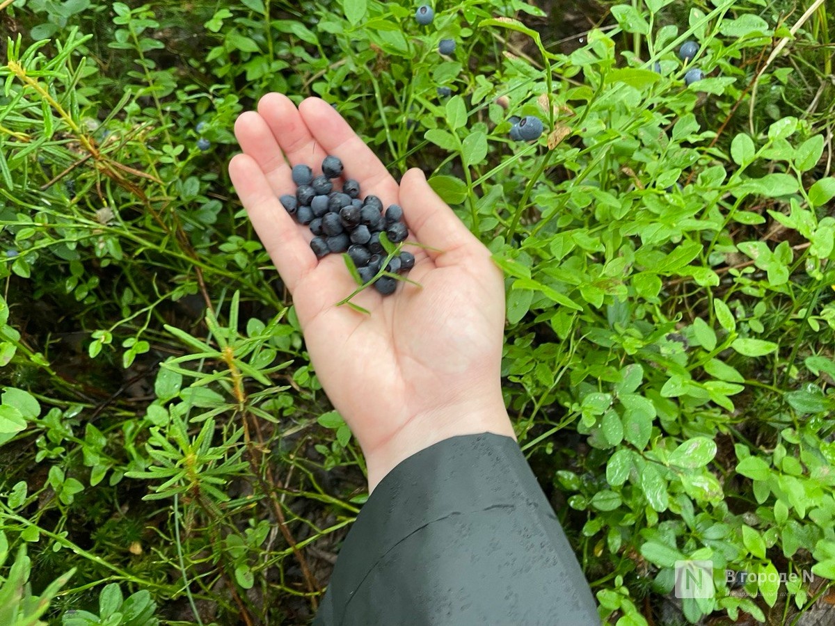 Нижегородцы ведрами собирают чернику и голубику - фото 1