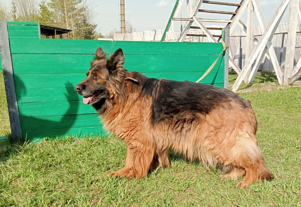Собакам-пенсионерам из нижегородских колоний ищут новых хозяев - фото 4