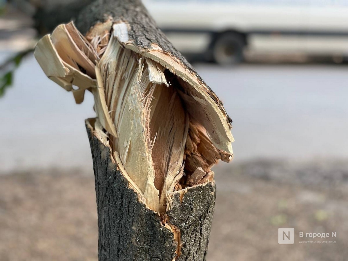 Власти прокомментировали очередную вырубку деревьев у Щелоковского хутора