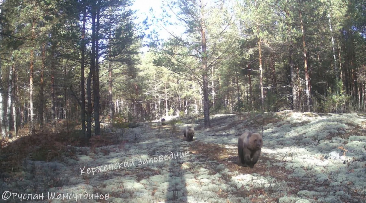 Трое сбегающих медвежат попали в фотоловушку в Керженском заповеднике - фото 1