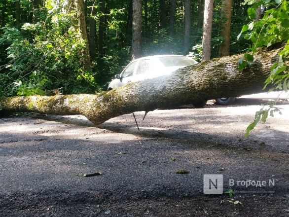 Упавшее дерево перекрыло дорогу к спорткомплексу в Нижнем Новгороде - фото 4
