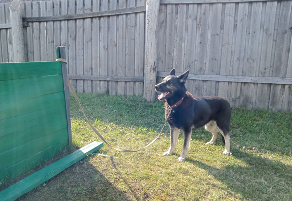 Собакам-пенсионерам из нижегородских колоний ищут новых хозяев - фото 6