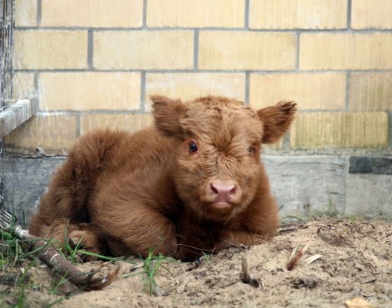 Опубликованы милые фото зверей, родившихся в нижегородском «Лимпопо» - фото 7
