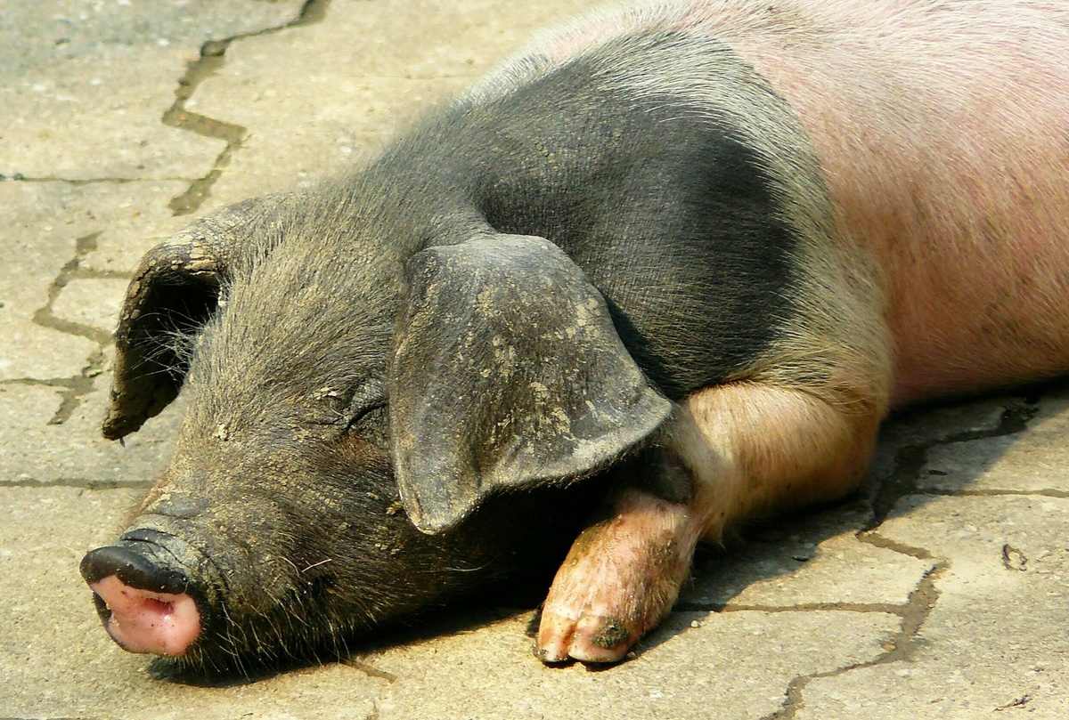 Африканскую чуму свиней обнаружили в Воротынском районе - фото 1