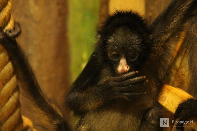 Детки в объективе: показываем милых малышей, которые родились в нижегородском зоопарке «Лимпопо» - фото 74