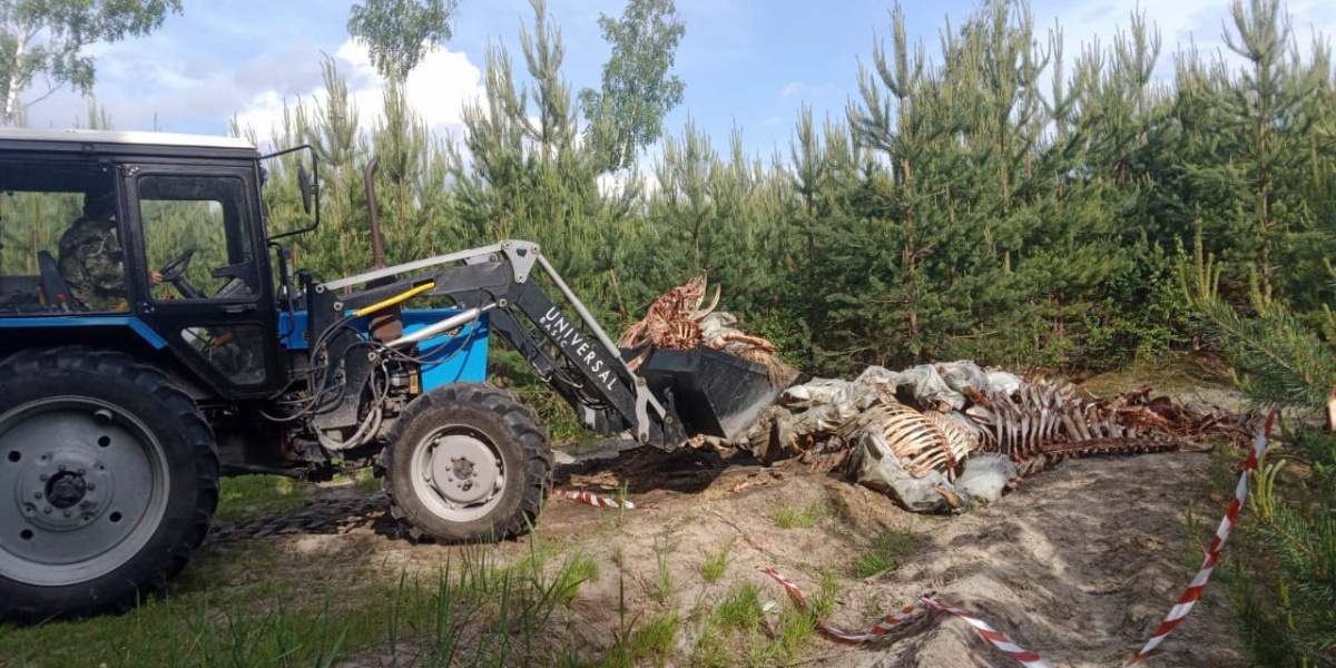 Свалку костей животных в Нижнем Новгороде полностью ликвидировали - фото 2