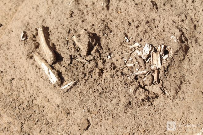 Могилы коней и старинные монеты: фоторепортаж с археологических раскопок в Нижегородской области - фото 51