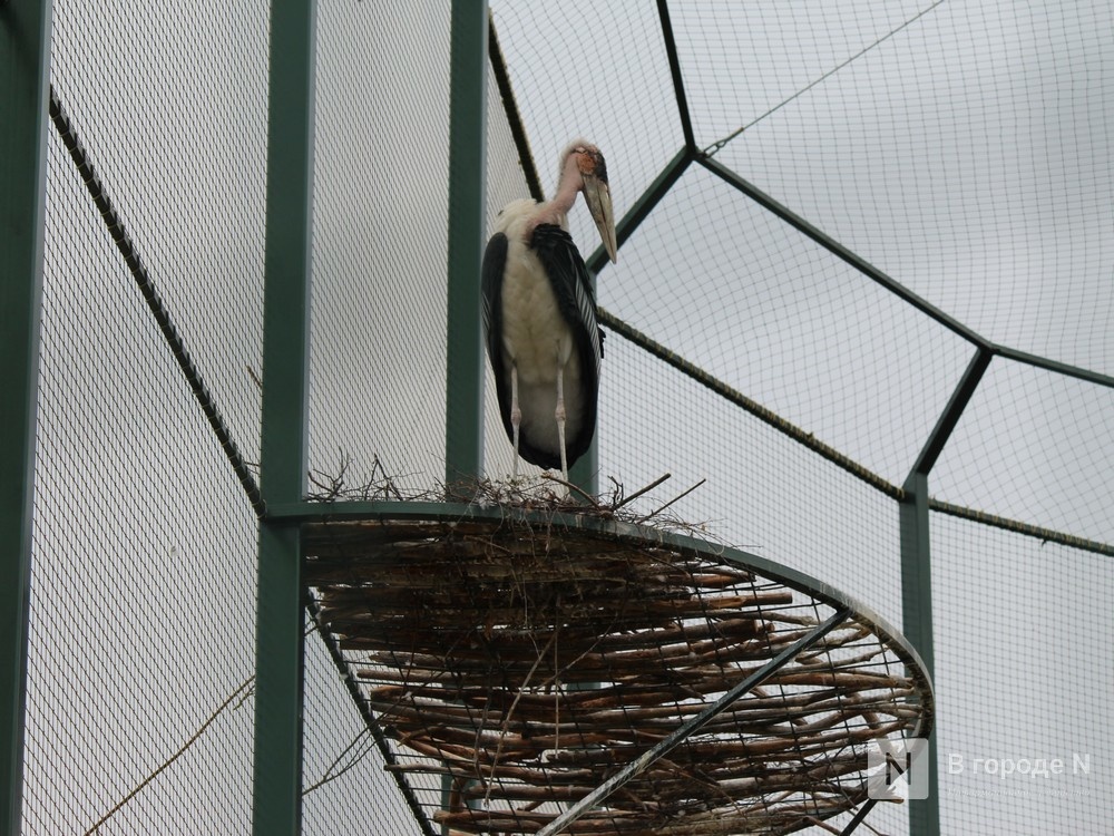 Уникальный вольер для марабу построили в нижегородском зоопарке - фото 3