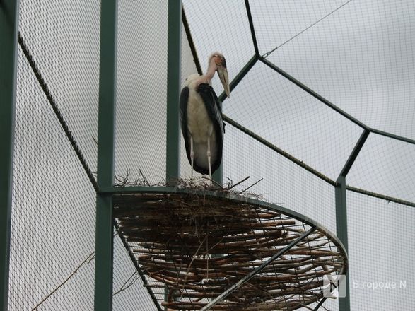 Уникальный вольер для марабу построили в нижегородском зоопарке - фото 21