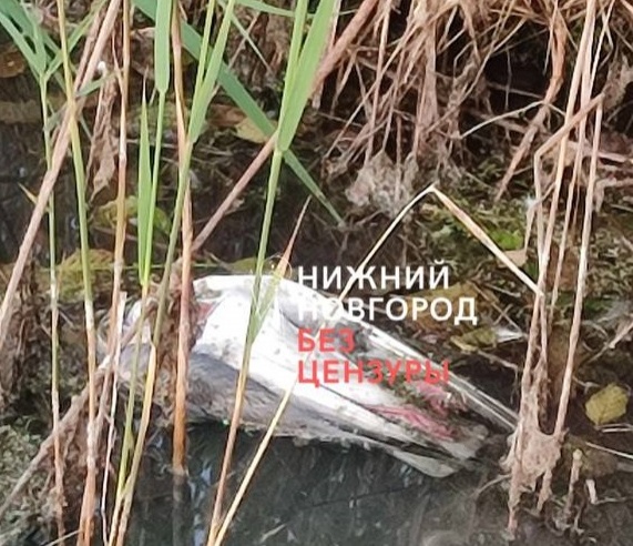 Ветеринары: чайки на озере Тосканка в Ворсме погибли не от птичьего гриппа - фото 1