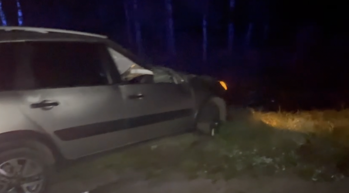 Водитель попал в больницу после ДТП с лосем на нижегородской трассе  - фото 1