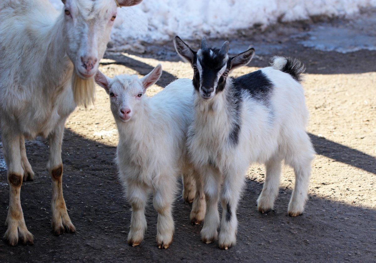 Мары, козлята и ягнята родились в нижегородском зоопарке &laquo;Лимпопо&raquo; - фото 1