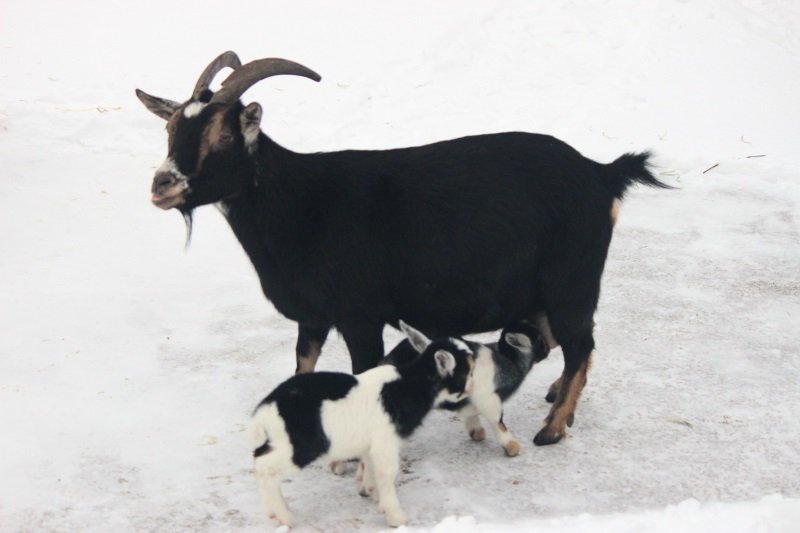 Нигерийские козлята появились на свет в нижегородском &laquo;Лимпопо&raquo; - фото 2