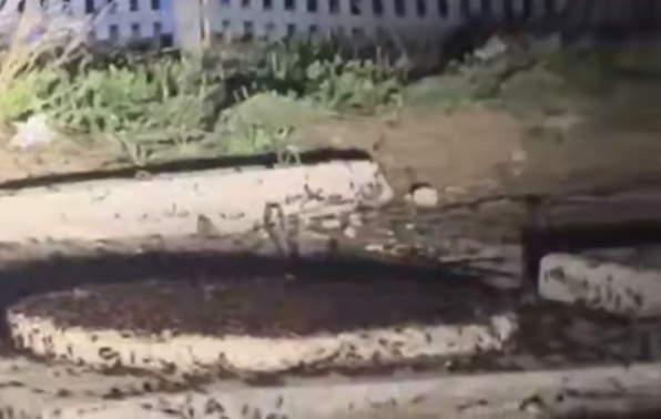 Огромные полчища тараканов пугают жителей Дзержинска - фото 1